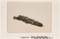 藏品(袋梅衣屬)的圖片